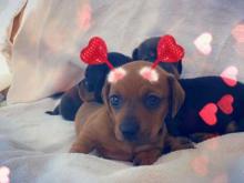 Puppies for sale dachshund - Cyprus, Paphos. Price 10 €