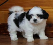 Puppies for sale shih tzu - Uzbekistan, Andijan