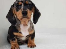 Puppies for sale dachshund - United Kingdom, Dundee. Price 155 $