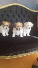 Puppies for sale lhasa apso - United Kingdom, Colchester