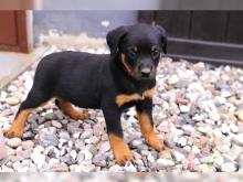 Puppies for sale rottweiler - Uzbekistan, Andijan