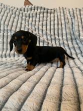 Puppies for sale dachshund - Poland, Pyzheus