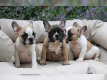 Puppies for sale french bulldog - Uzbekistan, Namangan