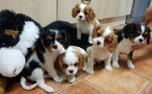 Puppies for sale king charles spaniel - Romania, Golden