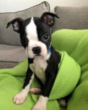Puppies for sale boston terrier - Slovenia, Lukovar