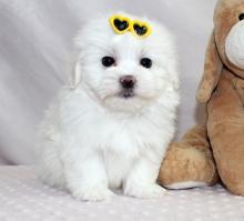 Puppies for sale maltese - Germany, Suhl