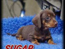 Puppies for sale dachshund - Estonia, Sillamyae