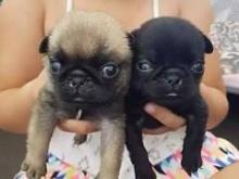 Puppies for sale pug - Spain, Girona