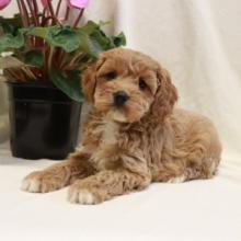 Puppies for sale other breed, cockapoo - Poland, Warsaw