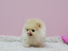 Puppies for sale pomeranian spitz - Belgium, Brussels