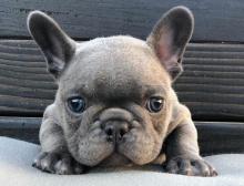 Puppies for sale french bulldog - Austria, Graz