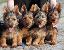 Buy a dog australian terrier - Latvia, Jekabpils