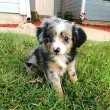 Puppies for sale australian shepherd - United Kingdom, Derby