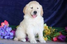 Puppies for sale golden retriever - Italy, San Remo