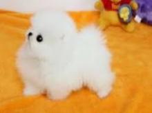 Puppies for sale pomeranian spitz - Georgia, Batumi