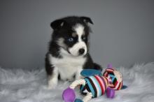 Puppies for sale other breed, pomsky - Canada, Yukon