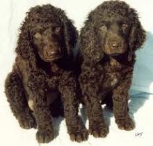 Puppies for sale , american water spaniel - Spain, Guadalajara