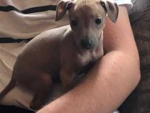 Puppies for sale italian greyhound - Cyprus, Larnaca. Price 10 €