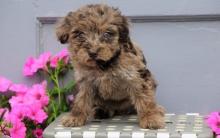 Puppies for sale , aussiedoodle - United Kingdom, Stonehaven