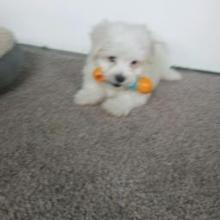 Puppies for sale maltese - United Kingdom, Leeds