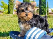 Puppies for sale yorkshire terrier - Russia, Magnitogorsk