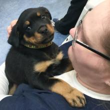 Puppies for sale rottweiler - Czech Republic, Plzen