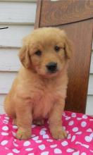 Puppies for sale golden retriever - Poland, Czestochowa