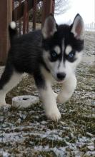 Puppies for sale , siberian husky - Finland, Oulu