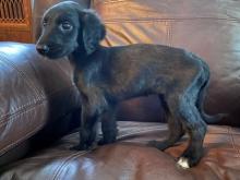 Puppies for sale afghan hound - United Kingdom, Stonehaven