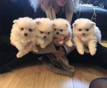 Puppies for sale , pomeranian - Poland, Torun