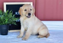 Puppies for sale golden retriever - Russia, Yakutsk
