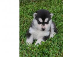 Puppies for sale , siberian husky - Russia, Biisk