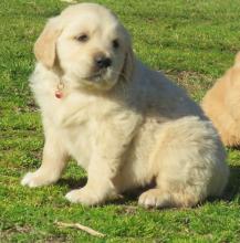 Puppies for sale golden retriever - Romania, Iasi