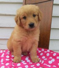 Puppies for sale golden retriever - Armenia, Vanadzor