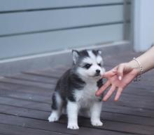Puppies for sale , pomsky puppies - Moldova, Chisinau