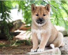 Puppies for sale , shiba inu - Germany, Munich