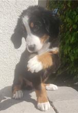 Puppies for sale bernese mountain dog - Ukraine, Ivano-Frankivsk