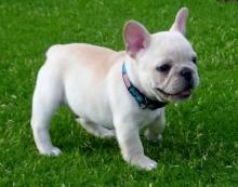 Puppies for sale french bulldog - Belgium, Liege