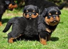 Puppies for sale rottweiler - Ireland, Dublin