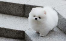 Puppies for sale pomeranian spitz - Canada, Alberta
