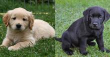 Puppies for sale labrador - Ireland, Dublin