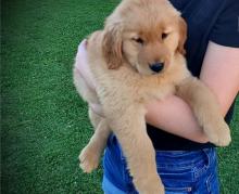 Puppies for sale golden retriever - Netherlands, Harlem