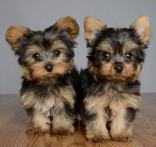 Puppies for sale yorkshire terrier - Romania, Bucharest