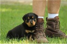 Puppies for sale rottweiler - Russia, Bryansk