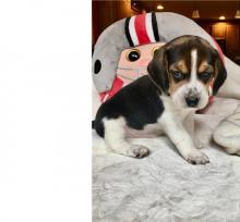 Puppies for sale beagle - Netherlands, Dordrecht