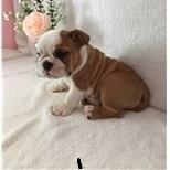 Puppies for sale english bulldog - Germany, Cologne