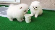 Puppies for sale pomeranian spitz - Slovenia, Titograd