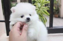 Puppies for sale pomeranian spitz, pomeranian - Bulgaria, Dobrich