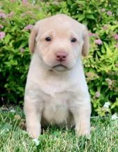 Puppies for sale labrador retriever - Georgia, Batumi