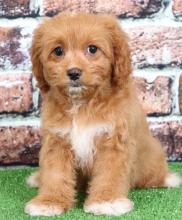 Puppies for sale , cavapoo - Moldova, Chisinau